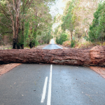 who is responsible for trees falling on roads